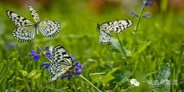 蝴蝶视觉,揭秘昆虫视觉的奇妙奥秘