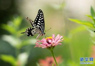 蝴蝶视觉,揭秘昆虫视觉的奇妙奥秘  第2张