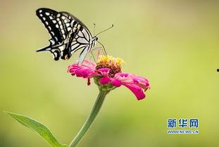 蝴蝶视觉,揭秘昆虫视觉的奇妙奥秘  第3张