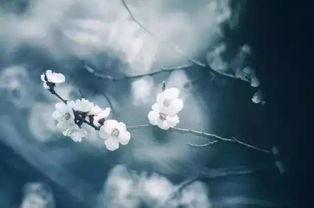 相思相望不相亲,缘浅情深的人生际遇 第2张 相思相望不相亲,缘浅情深的人生际遇 第2张