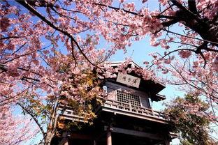 风临樱花开,浪漫时光里的诗意邂逅  第3张