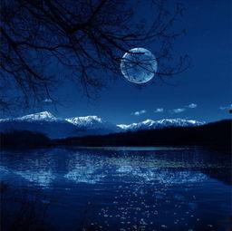 夜色缠枝,探寻都市光影中的诗意人生  第1张