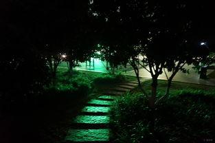 夜色缠枝,探寻都市光影中的诗意人生  第3张